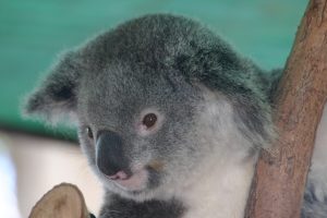 Koala